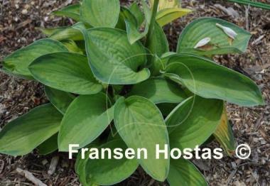 Hosta Princess Anastacia