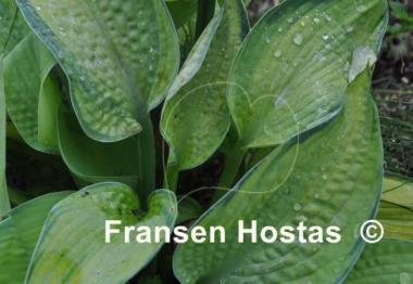 Hosta Princess Anastacia
