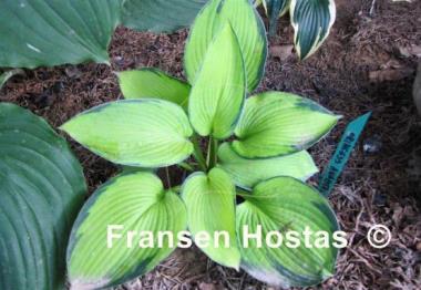 Hosta Princess Anastacia