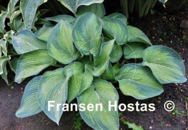 Hosta Princess Anastacia