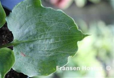 Hosta Private Dancer