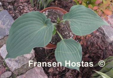 Hosta Private Dancer