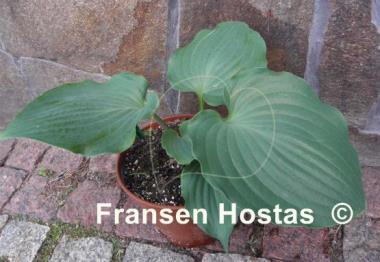 Hosta Private Dancer