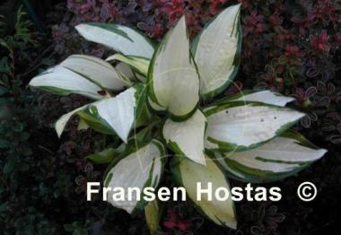 Hosta Prom Queen