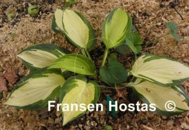 Hosta Prom Queen