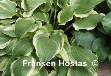 Hosta Promised Land