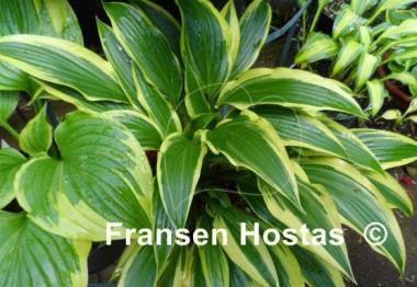 Hosta Proud Sentry
