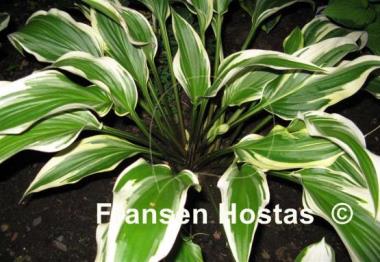 Hosta Proud Sentry