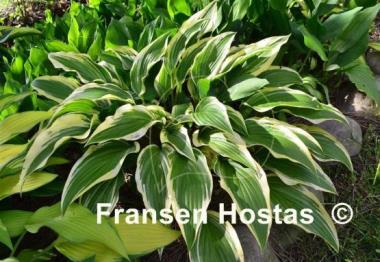 Hosta Proud Sentry