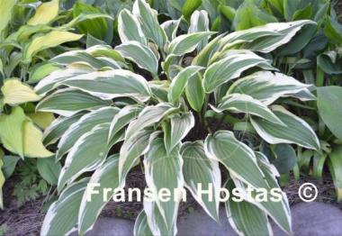Hosta Proud Sentry