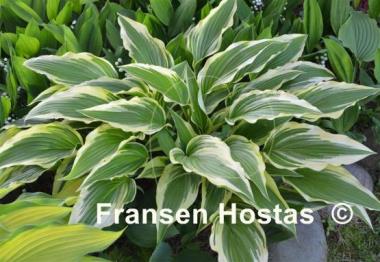Hosta Proud Sentry