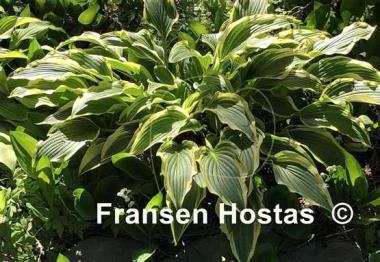Hosta Proud Sentry