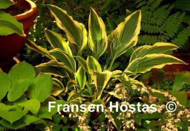 Hosta Proud Sentry