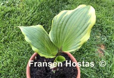 Hosta Proud Treasure