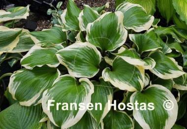 Hosta Proud Treasure