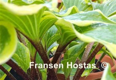 Hosta Proud Treasure