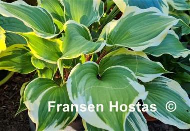 Hosta Proud Treasure