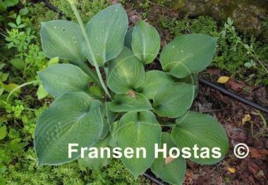 Hosta Puckered Giant
