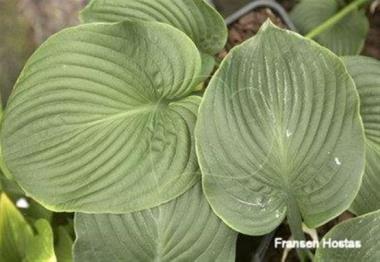 Hosta Puckered Giant