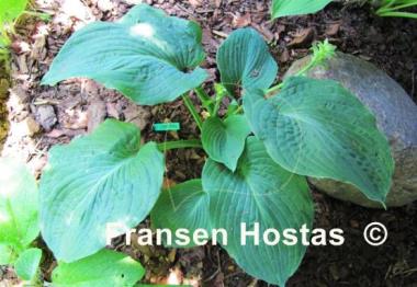 Hosta Puckered Giant