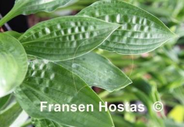 Hosta Puddles and Bumps