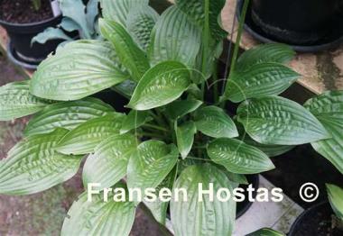 Hosta Puddles and Bumps