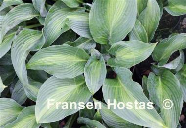 Hosta Pull of the Moon