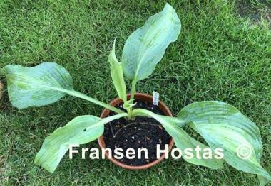 Hosta Pull of the Moon