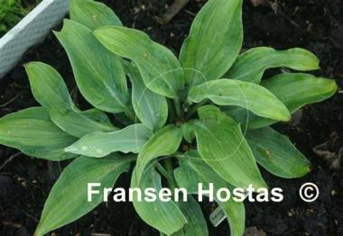 Hosta Pull of the Moon