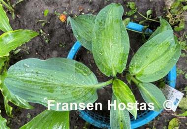 Hosta Pull of the Moon