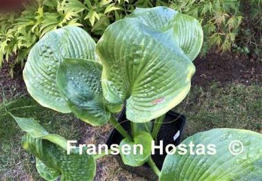 Hosta Punk Rock