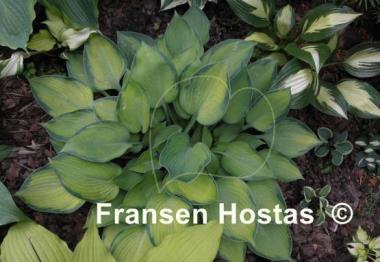 Hosta Punky