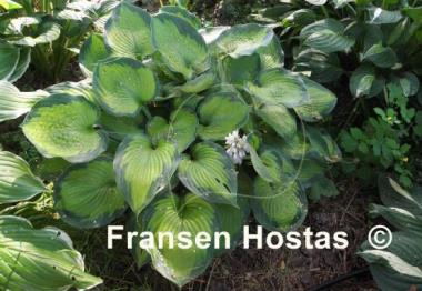 Hosta Punky