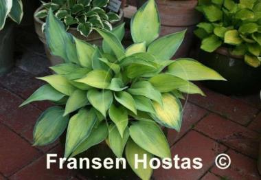 Hosta Punky
