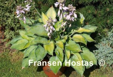 Hosta Punky