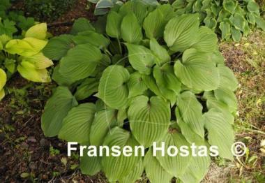 Hosta Purple Boots