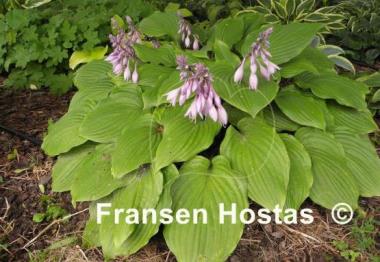 Hosta Purple Boots