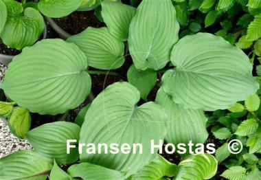 Hosta Purple Boots