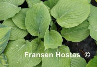 Hosta Purple Boots