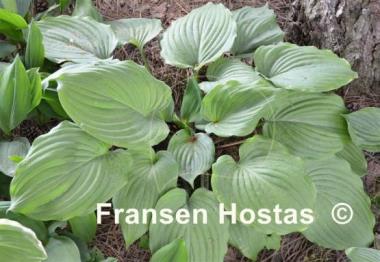 Hosta Purple Boots
