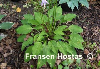 Hosta Purple Dwarf