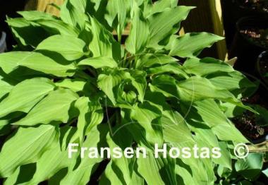 Hosta Purple Dwarf