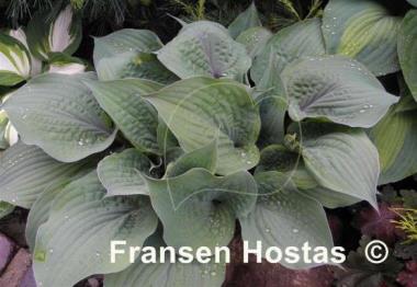Hosta Purple Haze
