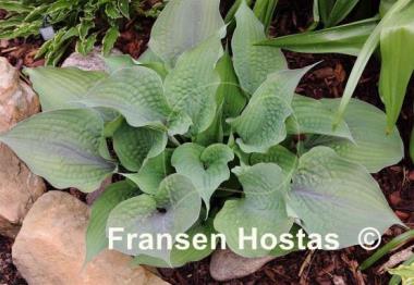 Hosta Purple Haze