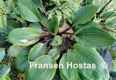 Hosta Purple Heart