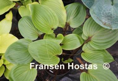 Hosta Purple Heart