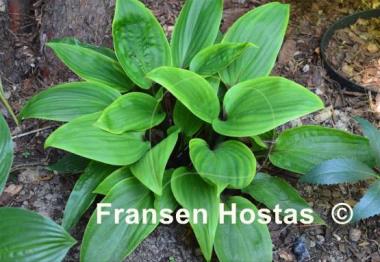 Hosta Purple Heart