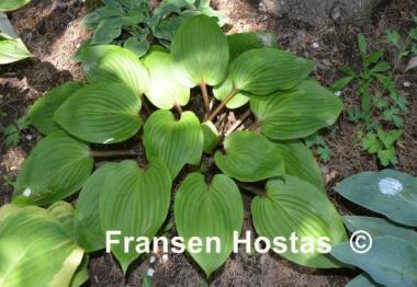 Hosta Purple Heart