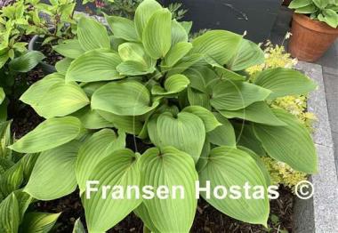 Hosta Purple Heart