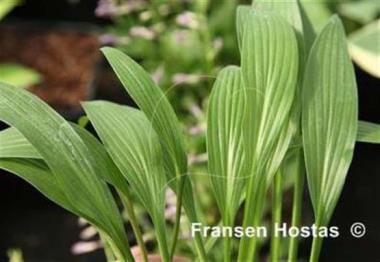 Hosta Purple Lady Fingers